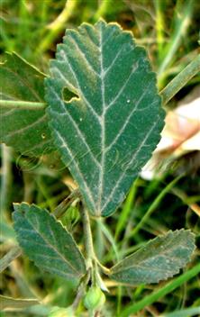 Leaf